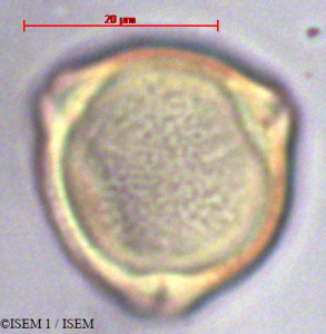 Dodonaea viscosa - lame n° 36964